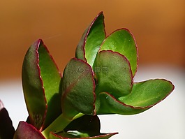 植物,花,叶子