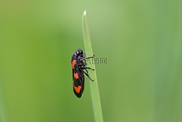 甲虫,halm,昆虫