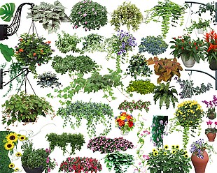 植物