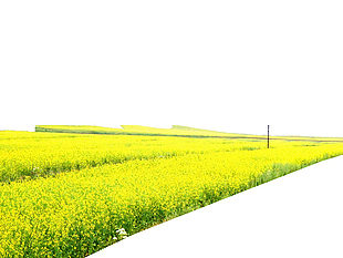 油菜花